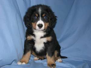 �������� ���������� �������