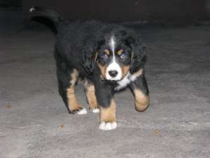 �������� ���������� �������