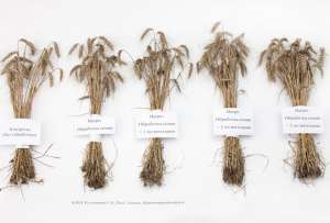 �������� ����������! �����������, �������������, ������ ������������ �NAGRO�. - ����������