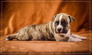 �������� �����������