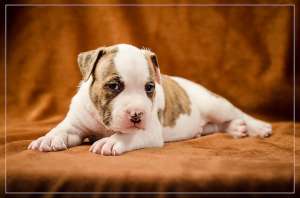 �������� �����������