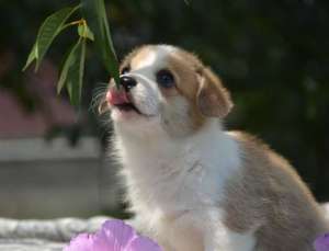 �������� ����-��������, ���-FCI, 500 $