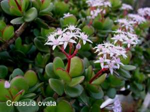 ���������!!! Crassula ovata