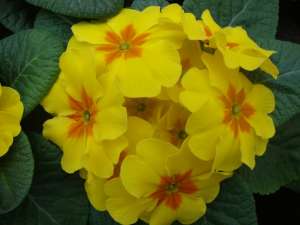 ��������� �� 8 �������. ����, �������, �������, ����, ������, ���. - ����������