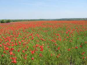 ��������� �� �������� .