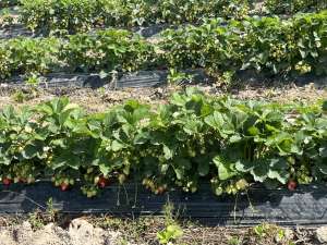 ��������� �� �������� ������ �������� � ������. ����������, ����� ��������