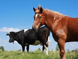 ��������� ��� - ����������