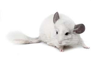 ��������� ��� �������