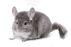 ��������� ��� �������