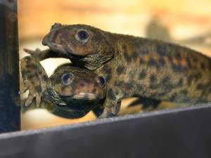 ��������� ���� � ��������� ��������: 2 ������� � 4 ����� - ����������