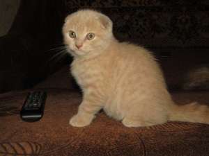 ��������� �����