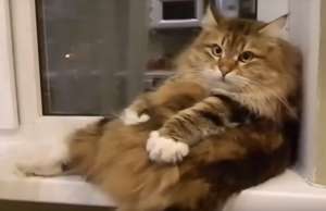 ���������; ����� Josera, Royal Canin, Pro Plan Purina �������� �� ��������