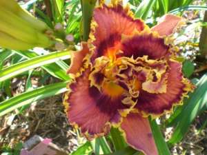 ��������� ����� ��������