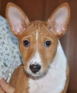 ��������� ����� �������� - ����������