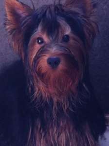 ��������� ����� ������������ ������� ��������� �������