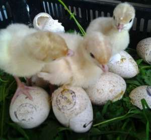 ��������� ������� ���-6 � ������ � ������� - ����������