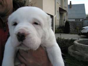 ��������� ������� ����� ������-��������� �������(������)