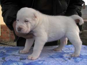 ��������� ������� ����� ������-��������� �������(������)