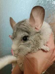 ��������� ������� ��������