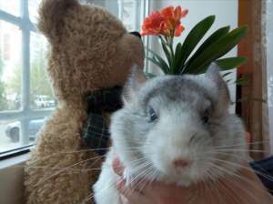 ��������� ������� ��������