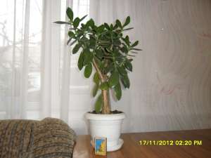 ��������� �������� �����! - ����������