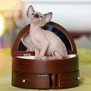 ��������� ��������������� � ��������� �������� - ����������