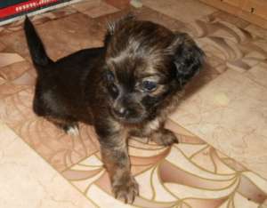 ���-������� �����