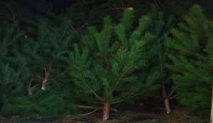 ���������� ����� ���� ����� 2017