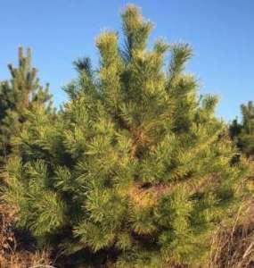 ���������� ����� / ���� �����