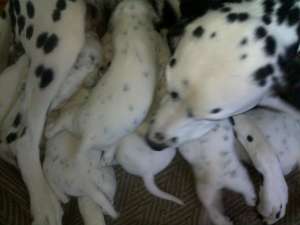 ����������. ������ ������. ��������, �������, ����, ������, ��������������, ������, ���������, �����, ������, ���, ��������, ����� - ����������