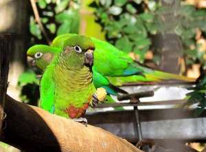 ���������� �������, ������ ������ ��������� �� 2 ��� - ����������