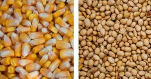 ���������� ��������� �� ����, ��������� �� - ����������