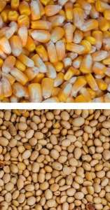 ���������� ��������� ������������, ��� ��������� - ����������