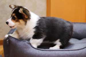 ����-�������