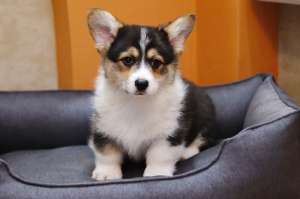 ����-�������