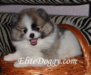 ����������� ����, 100 % ������������ ������� - ����������