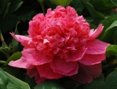 ����������� ����, ����������� ����, ���� ��� � ������ - ����������