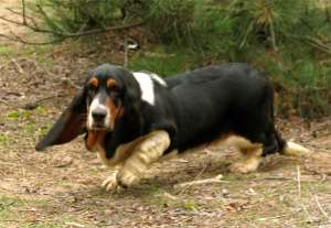 ������-����� ����� Breen-Brass