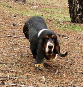 ������-����� ����� Breen-Brass