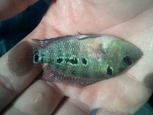 ����������� �����