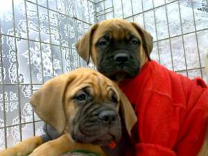 ����������� �����