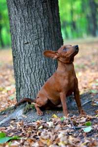 ����������� �����.