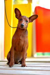 ����������� �����.