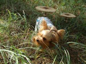 ����������� ������