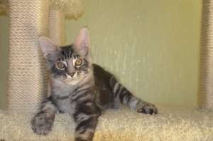 ����������� ������ ����-���� Amerkun