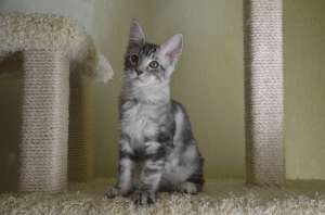 ����������� ������ ����-���� Amerkun