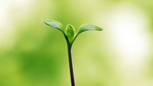 ����������� ������ ���������� �� ������ ��������. ����� ����� �� ���� � ����� ���������� ������. ������������ - ����������