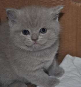 ����������� �������