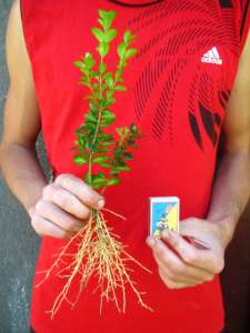 ����������� ������� � ����� ��������