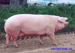 ����������� ������� ��+ ��� �����/������